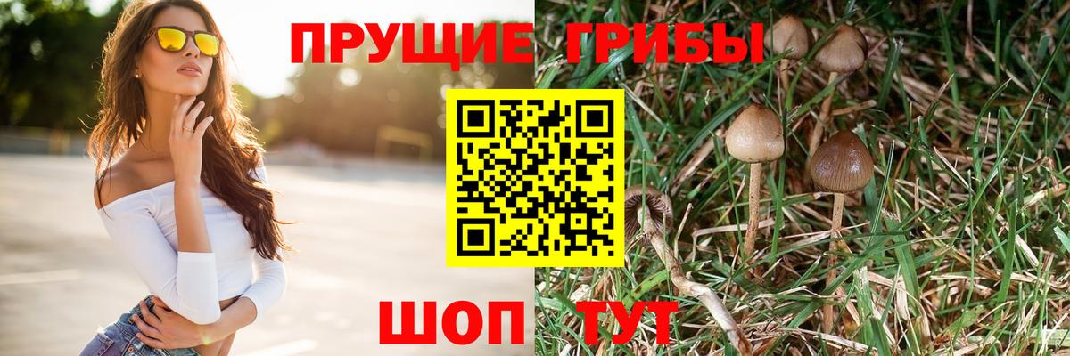 Псилоцибиновые грибы Psilocybe Аксай